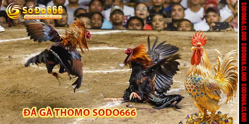 TIN TỨC - sodo666