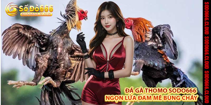 Đá Gà Thomo Sodo666 – Lửa Đấu Trường, Nhịp Tim Chiến Kê