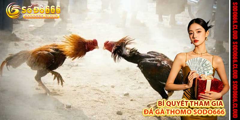 Đá Gà Thomo Sodo666 – Lửa Đấu Trường, Nhịp Tim Chiến Kê